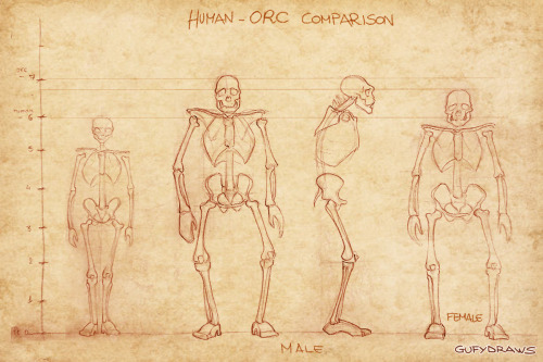 Extract from my project on the hypothetical anatomy of World of Warcraft&rsquo;s Horde races (up