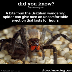 did-you-kno:  A bite from the Brazilian wandering