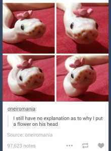 22 Reasons Why Reptiles Make Terrifying Pets