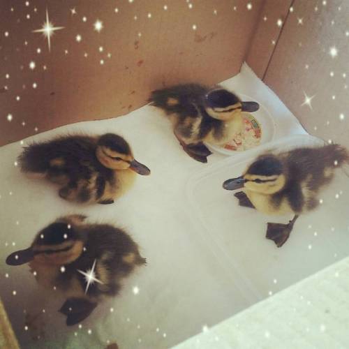 pokemonmasterkimba: Taking the ducks to the SPCA up in Pasadena. They’ve been fun but these la