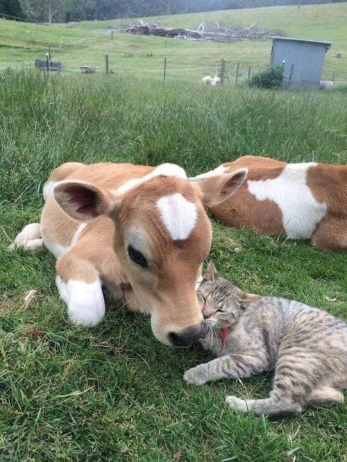 justcatposts:  I love moo (via)