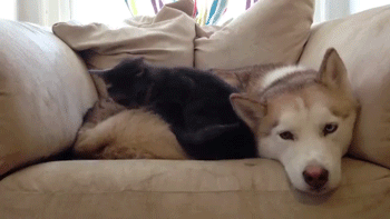 mistakengentlemanwolf:  tracknumber-6:  🔥💥🔥  Snuggle in Kitten