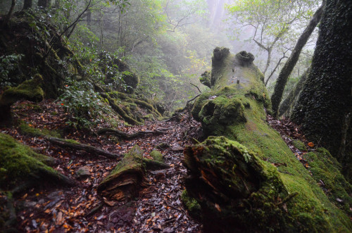 Yakushima by fakepeterpan