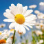 sweetlydecaffeinatedgardener
