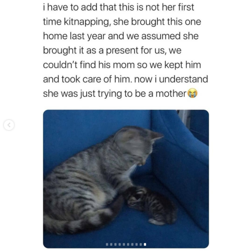 hyperactivehedgehog:askadromming:justcatposts:Don’t judge her, she probably couldn’t afford adoption