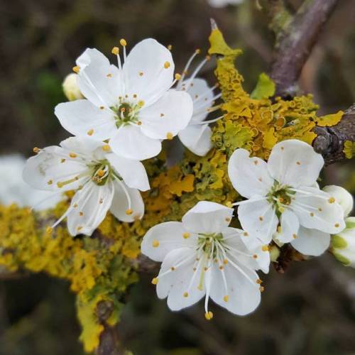 @ Weymouth Dorset UK  #noedit #flowers #flowerporn #flowermagic #flowerstagram #flowersofinstagram #