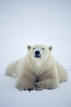 wolverxne:  Polar Bear by Paul Kicklen 