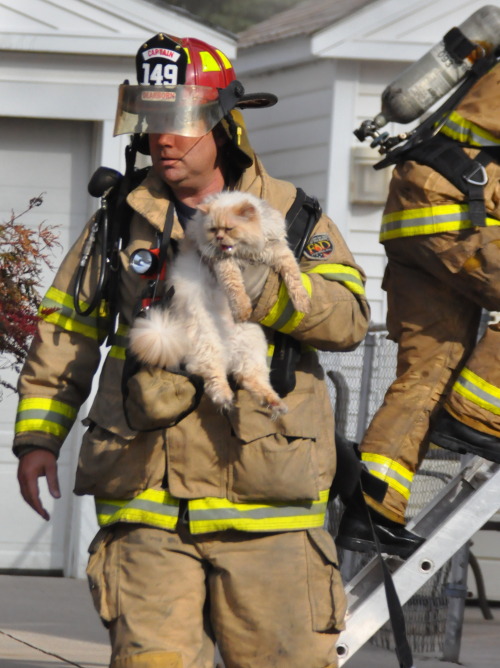 Dearborn Michigan Firefighter Rescuing Fluffy the Cat (via Double Deuce Fire)