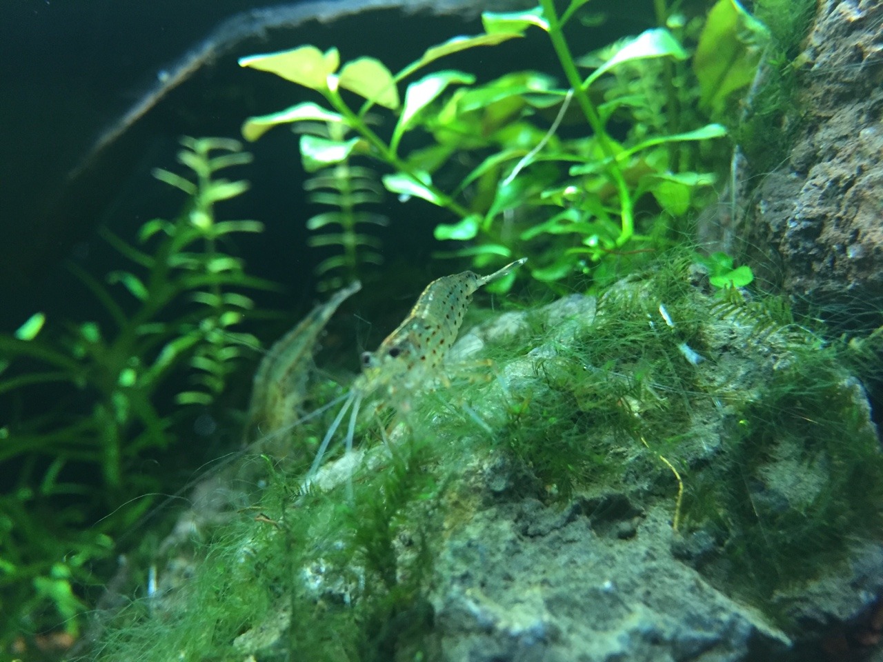 水草のある生活 これってアオミドロ ピンセットで摘むしかないのかな 木酢液は使えないよね