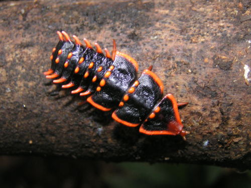 bogleech:astronomy-to-zoology:Genus Duliticola (Trilobite Beetles)Duliticola is a genus of beetles f