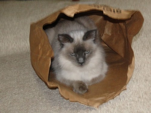 kindnessiseternal: Purrsia and Trisket love their paper bag.@mostlycatsmostly