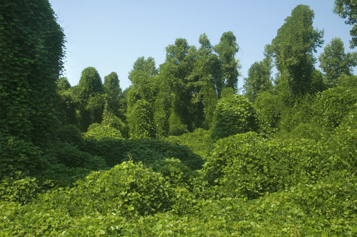 mothernaturenetwork:Invasion of the ‘kudzu monsters’If you’ve ever taken a road tr