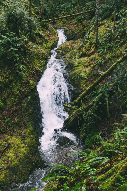 millivedder: Tin Mine Cascades, WA Prints