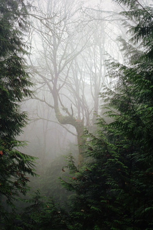 cre8ti0n:The Creatures We Meet in the Woods