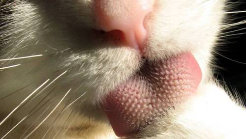 mothernaturenetwork:  The science behind your cat’s most adorable featuresThere’s much to admire about your kitty’s cute little paws, nose and whiskers — but there’s some amazing biology at work as well.