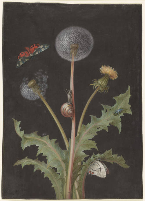 nobrashfestivity:  German botanical artist Barbara Regina Dietzsch (1706–1783)photo  Randy Dodson, ©