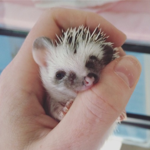 Little hoglet from @hedgiesmeetworld [facebook / instagram]