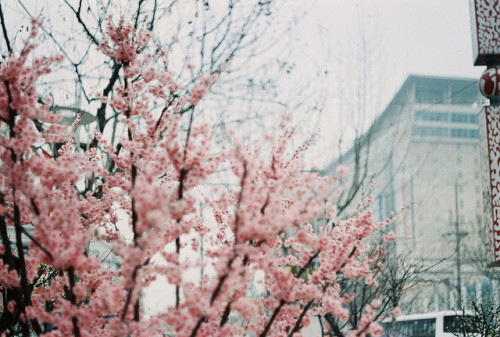 rendermebreathless:Konica Autoreflex T kodak gold 200 by ♫ AnnuusNa♫ on Flickr.