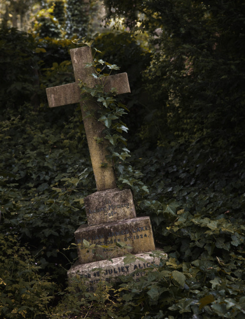 dariaendresen: Highgate cemetery, London#cemetery #highgate #london #uk #gothic #peaceful #sanctua