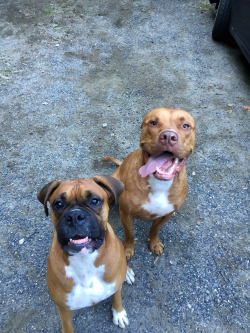 handsomedogs:  Hercules and his best friend Nikko