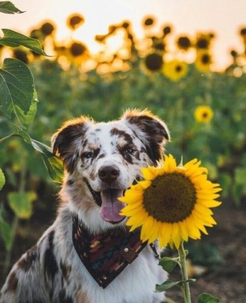 Porn Pics aww-so-pretty: Dogs and sunflowers 