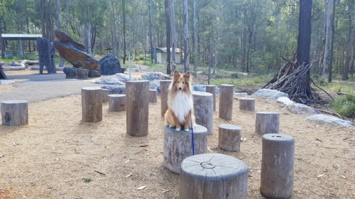 shetland sheepdog