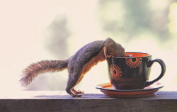 yourcoffeeguru:    Coffee Art, Squirrel Prints