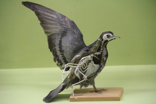 somedeadthings:gruesomefairytale:Pigeon, Half Taxidermy, Half Skeleton by Curious Expeditions on Fli