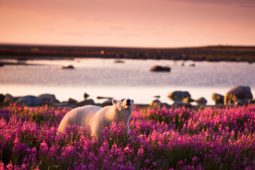 nubbsgalore: photos by michael poliza in churchill, manitoba of a polar bear amongst the fireweed wa