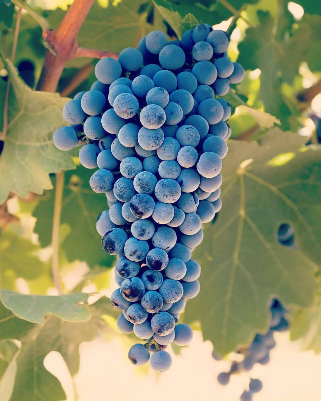 vinowineapp:
“ Happy #InternationalCabernetDay to all of our followers! I don’t think we need to tell you how to celebrate…😜🍷
#vinowineapp #wine #wino #winelover #winelovers #wines #photooftheday #picoftheday #winery #wineguide #winetastings #Drinks...