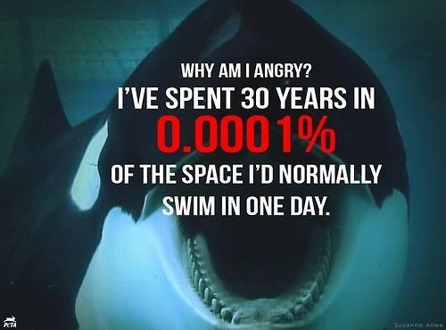 skasurfer:  Free Tilikum and all the killer whales.  