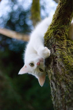 89cats:upsidedown  by serena 1 on Flickr.