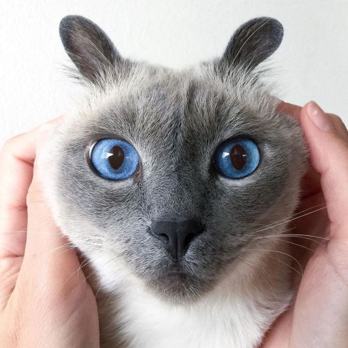 Did you say mouse? Happy Sunday funday again. . . . . . ✨ . #siamese #siamesecat #siamesecatofinst