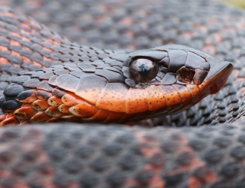 lovingexotics - Eastern Hognose Snake Heterodon platirhinos ...