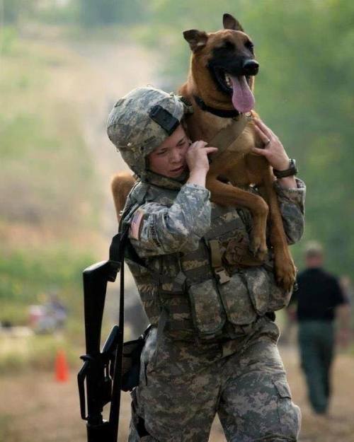 semperannoying:  Military Working Dogs (MWD) doing what they do best.