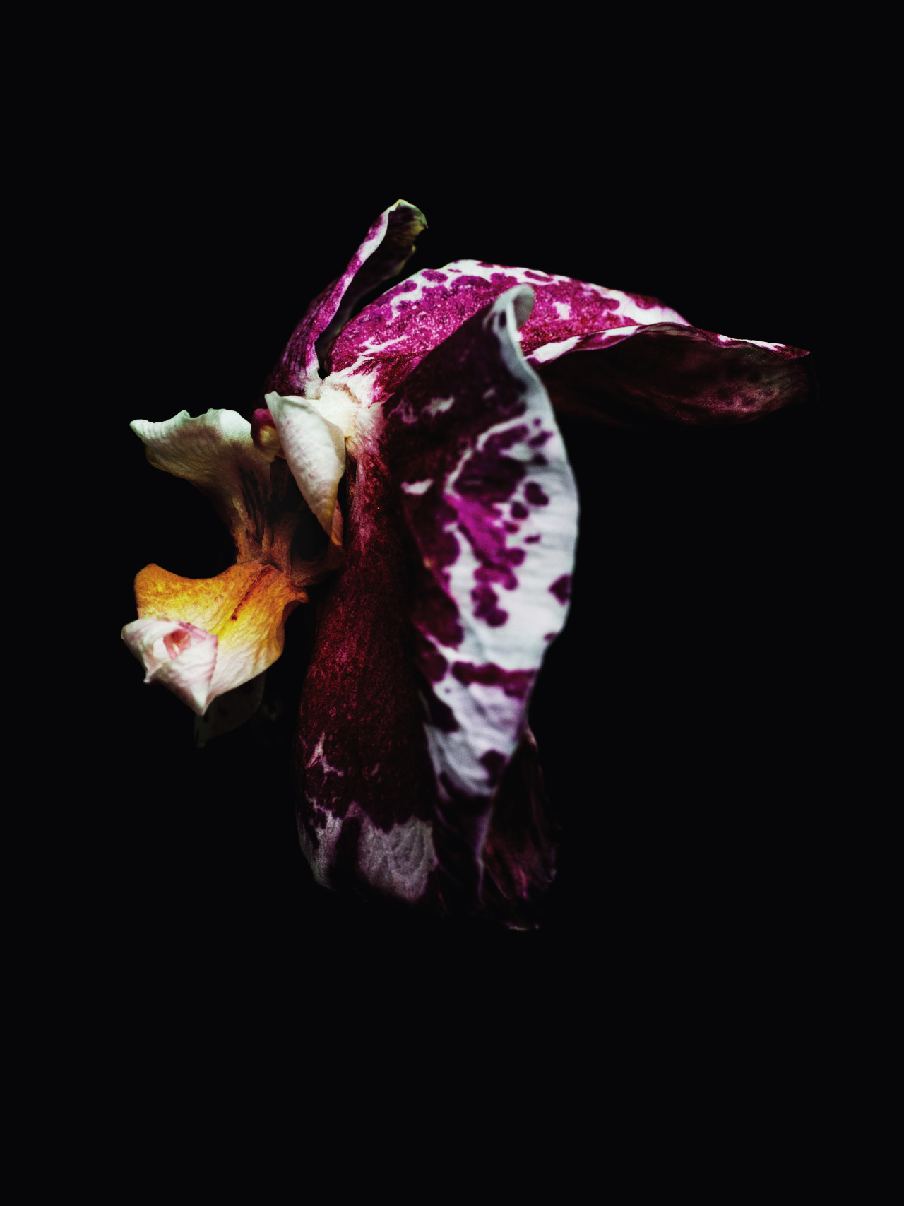 billykidd:  Decaying Orchid was shot by Billy Kidd.