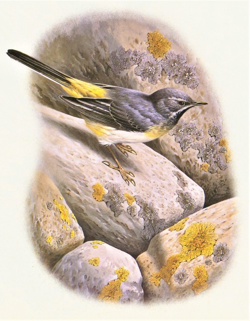 A Wagtail FeathursdayThis week we highlight some Wagtails in the genus Motacilla. The only wagtails 