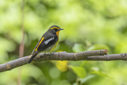 キビタキ（Narcissus Flycatcher）