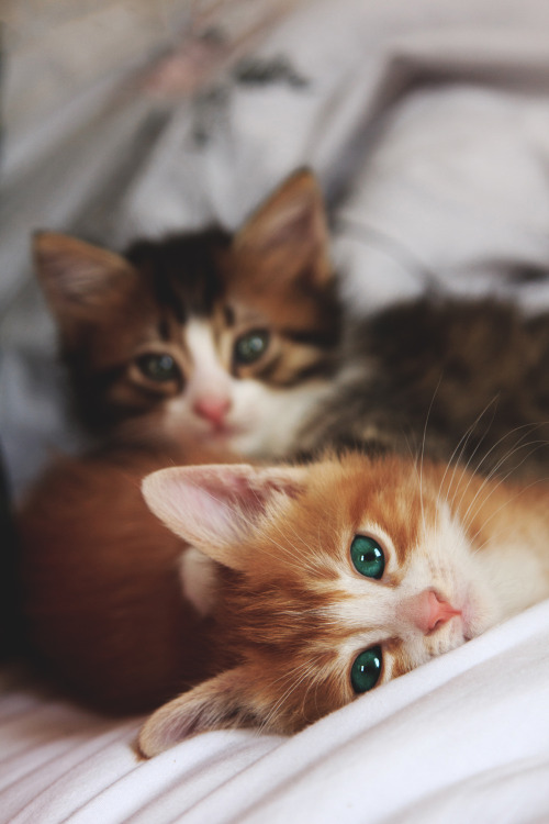 captvinvanity:    Staring Little Eyes  | Photographer | CV