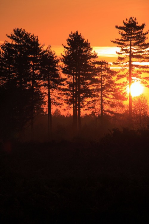 sublim-ature:  New Forest NP, EnglandMark Couper 