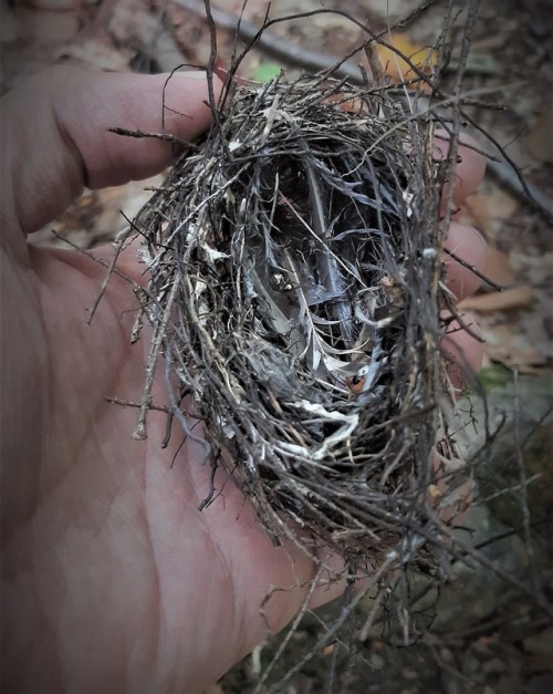 Yesterday I Stumbled On A Bird's Nest Laying There On The Ground. It Had Surely Fallen From A Tree Due