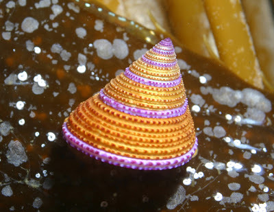 scienceyoucanlove:Jeweled top snailNatural HistoryThis snail lives mid-stipe in the kelp, sharing it