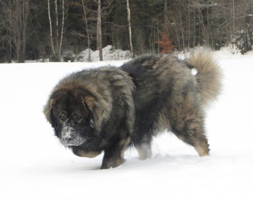 ms-macky:Caucasian Ovcharkaaka Caucasian Mountain Shepherdsaka Mini Russian Bears200 pounds of Bear 