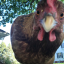 birdlovingaroace