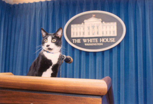 poison-liker:historicaltimes:President Clinton’s cat Socks on the Press Secretary’s podium in the pr