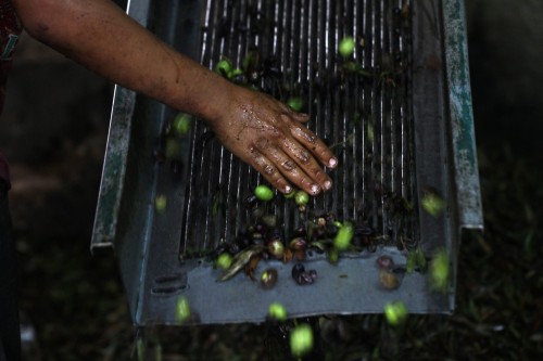 sniper-at-the-gates-of-heaven: pictures of olive harvest season, from mid-october to early november,