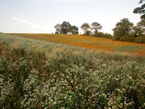 geopsych: More pictures of those hills that were covered with flowers.  July 11.