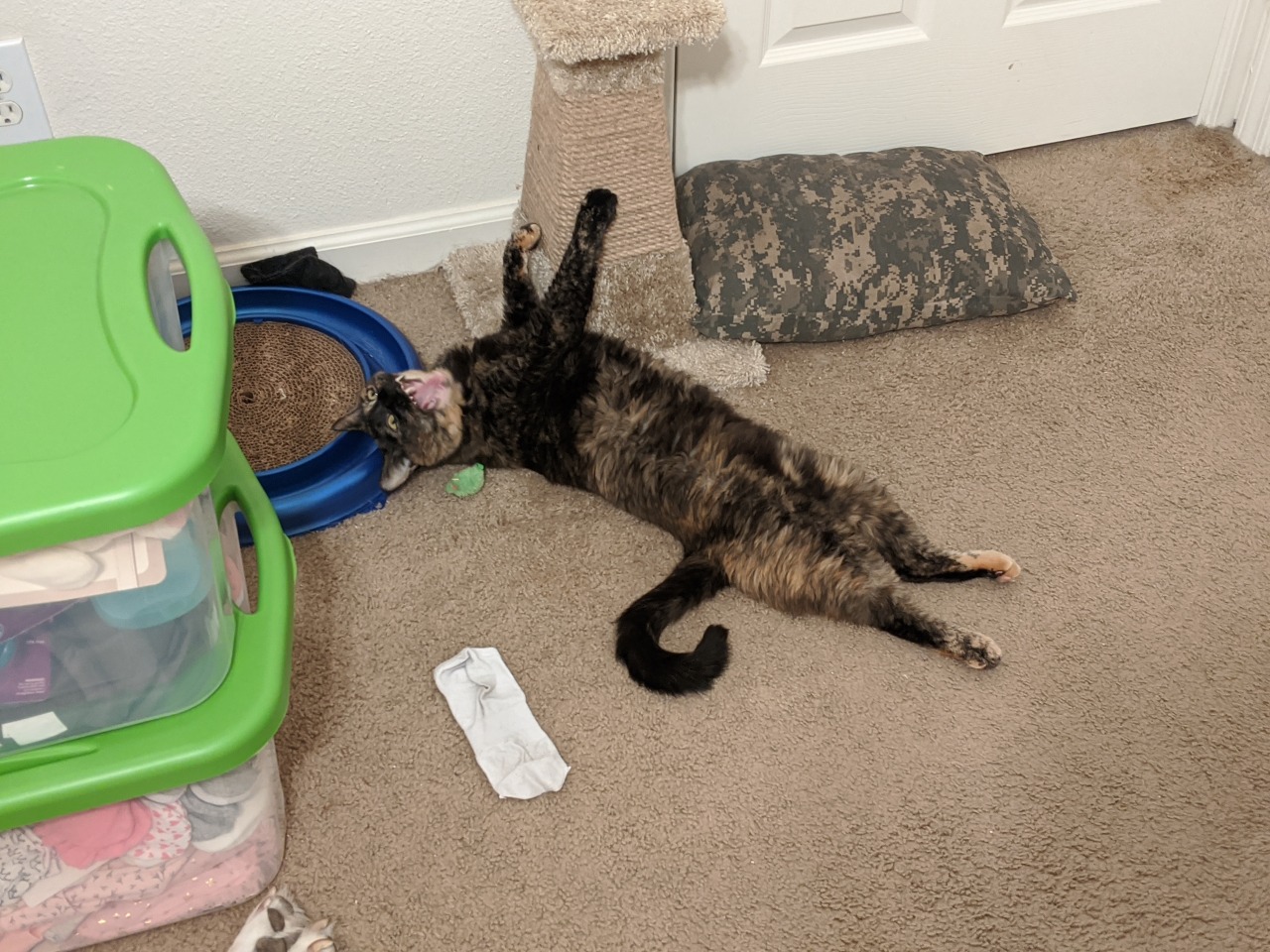 Guys I think my cat is broken.