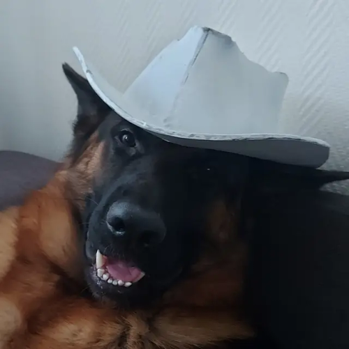 Cowboy Doggo