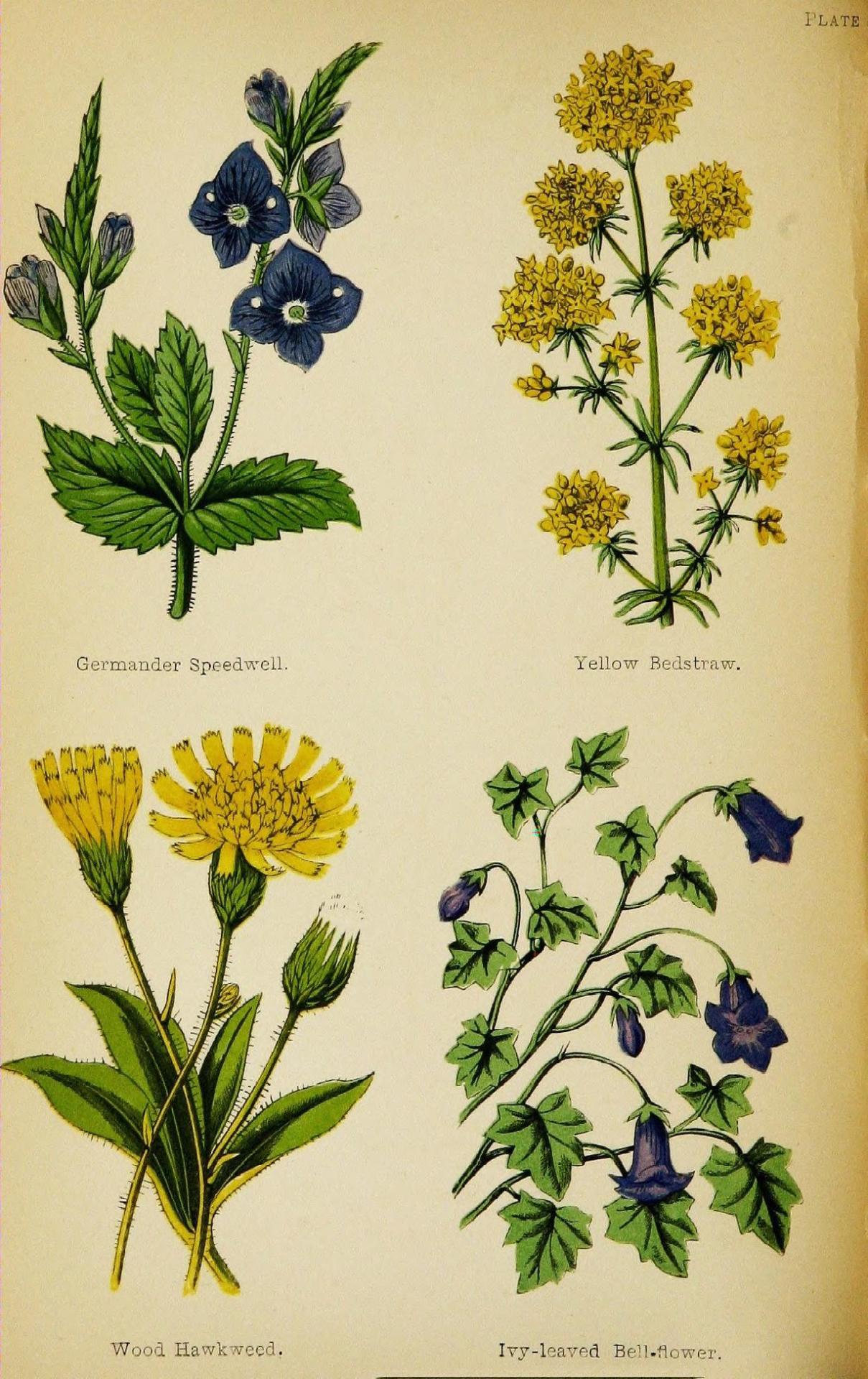 heaveninawildflower:Plate with illustrations of Germander Speedwell, Yellow Bedstraw,